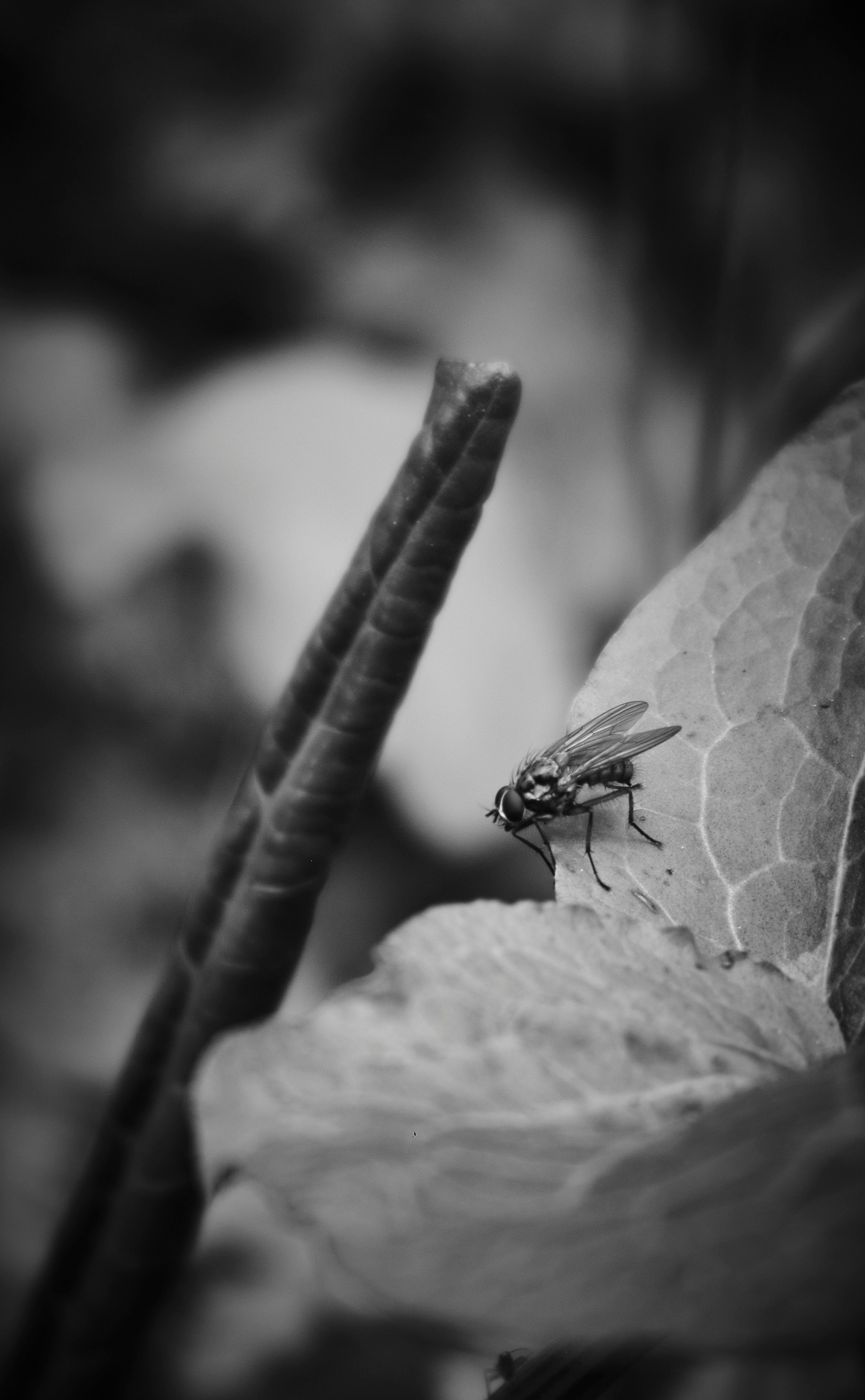 black fly perched on green plant
